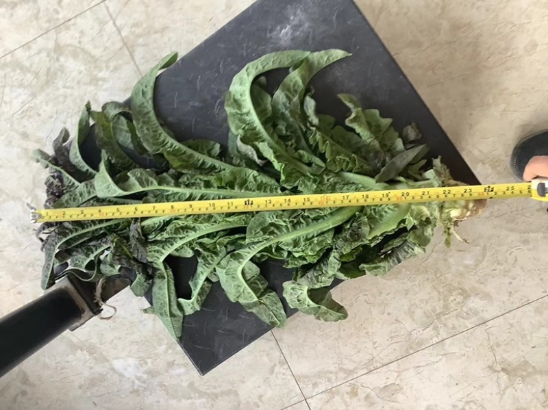 高原夏菜青皮莴笋号上市量大优惠基地直发欢迎考察咨询