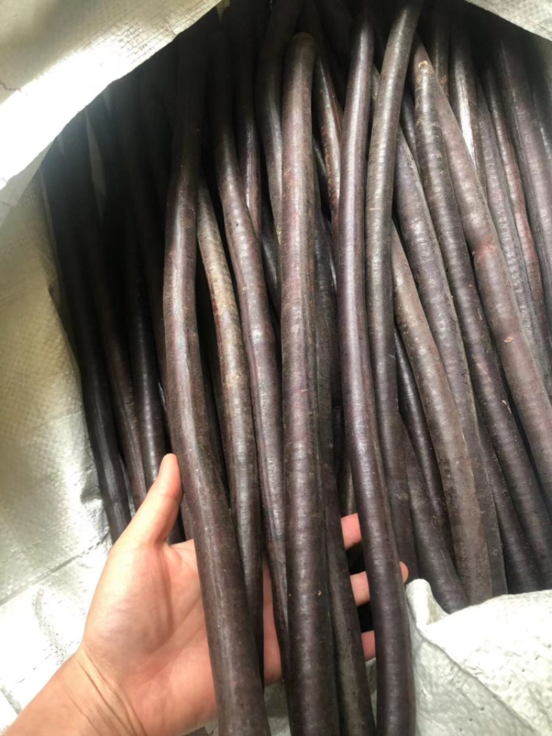 腊肠果，便秘果，大解果，大货批发，无虫便秘果，整根便秘果