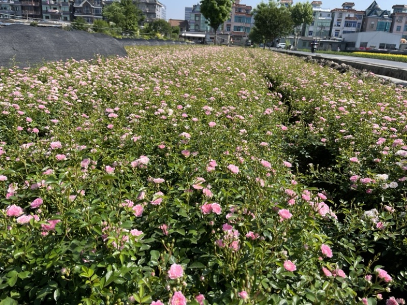 丰花月季