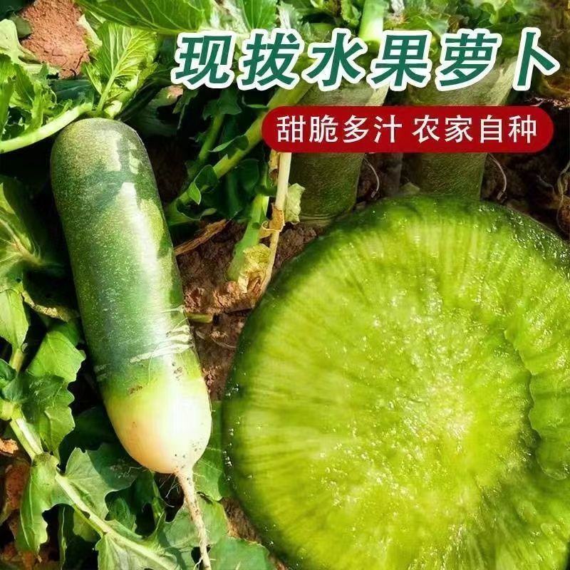 正宗沙地萝卜新鲜生吃清脆沙窝青萝卜带泥现拔现发河南特批发