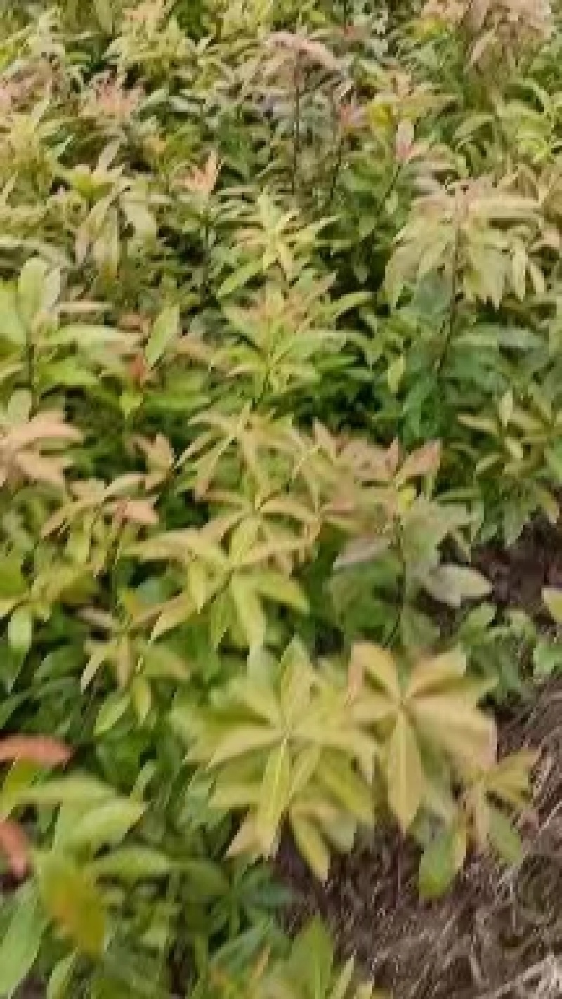 江西木荷荷木木荷杯苗大量供应苗圃直销