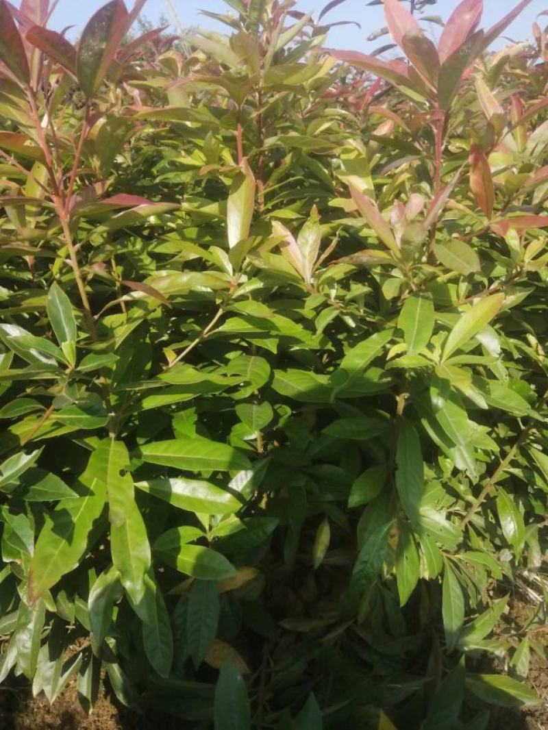 江西木荷荷木木荷杯苗大量供应苗圃直销