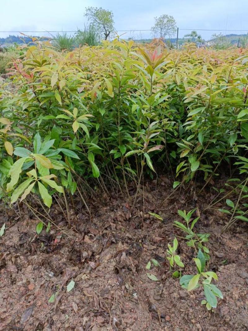 江西木荷荷木木荷杯苗大量供应苗圃直销