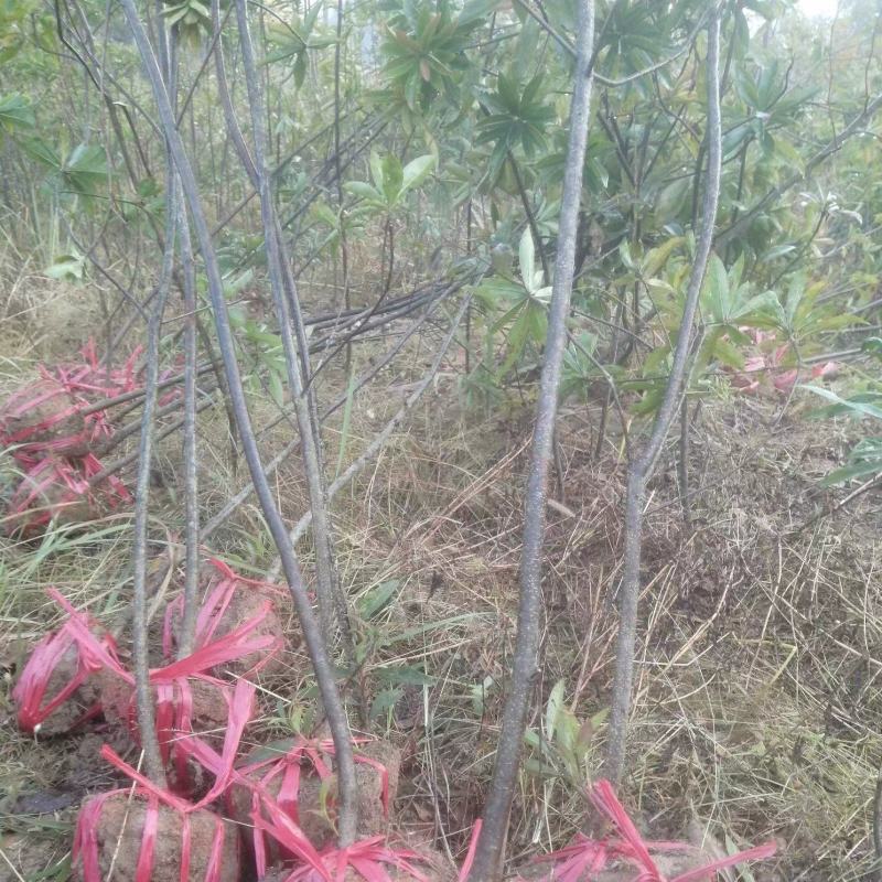 江西木荷荷木木荷杯苗大量供应苗圃直销