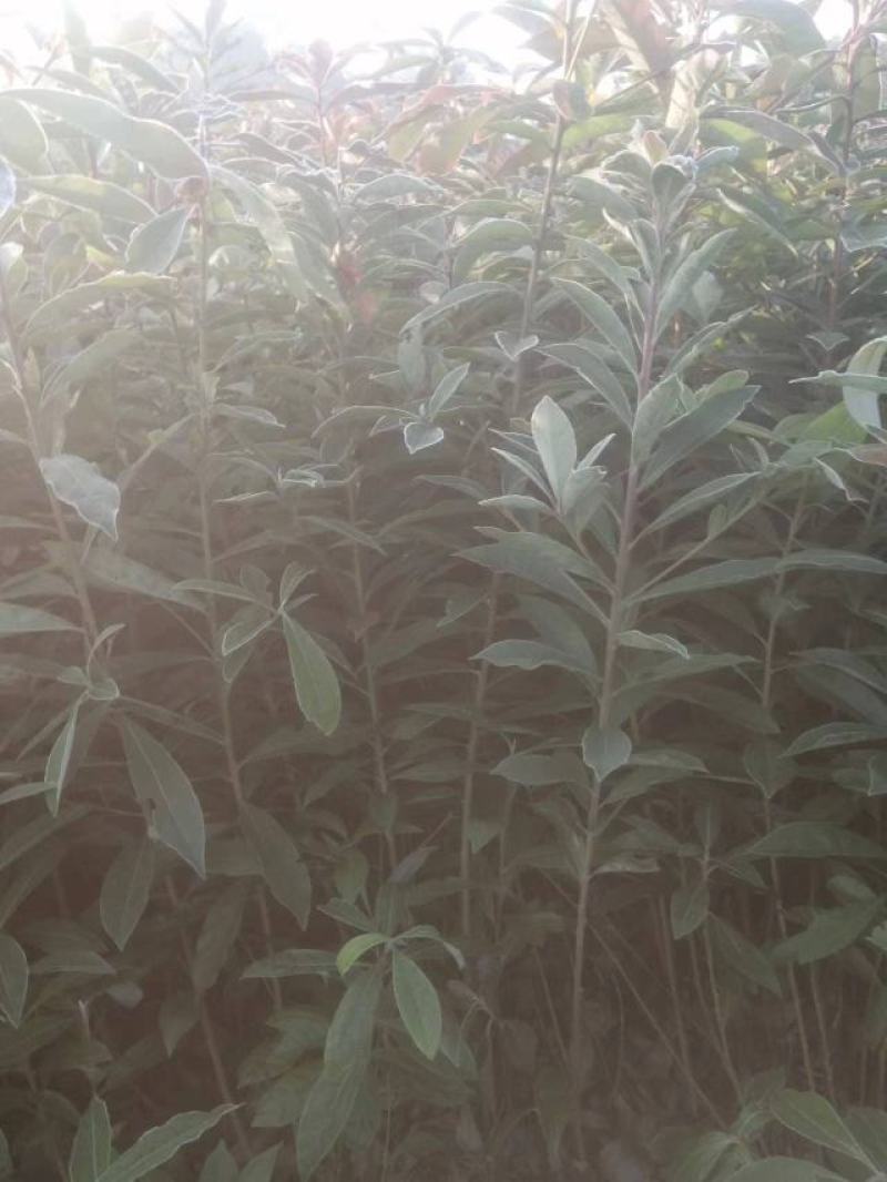 江西木荷荷木木荷杯苗大量供应苗圃直销