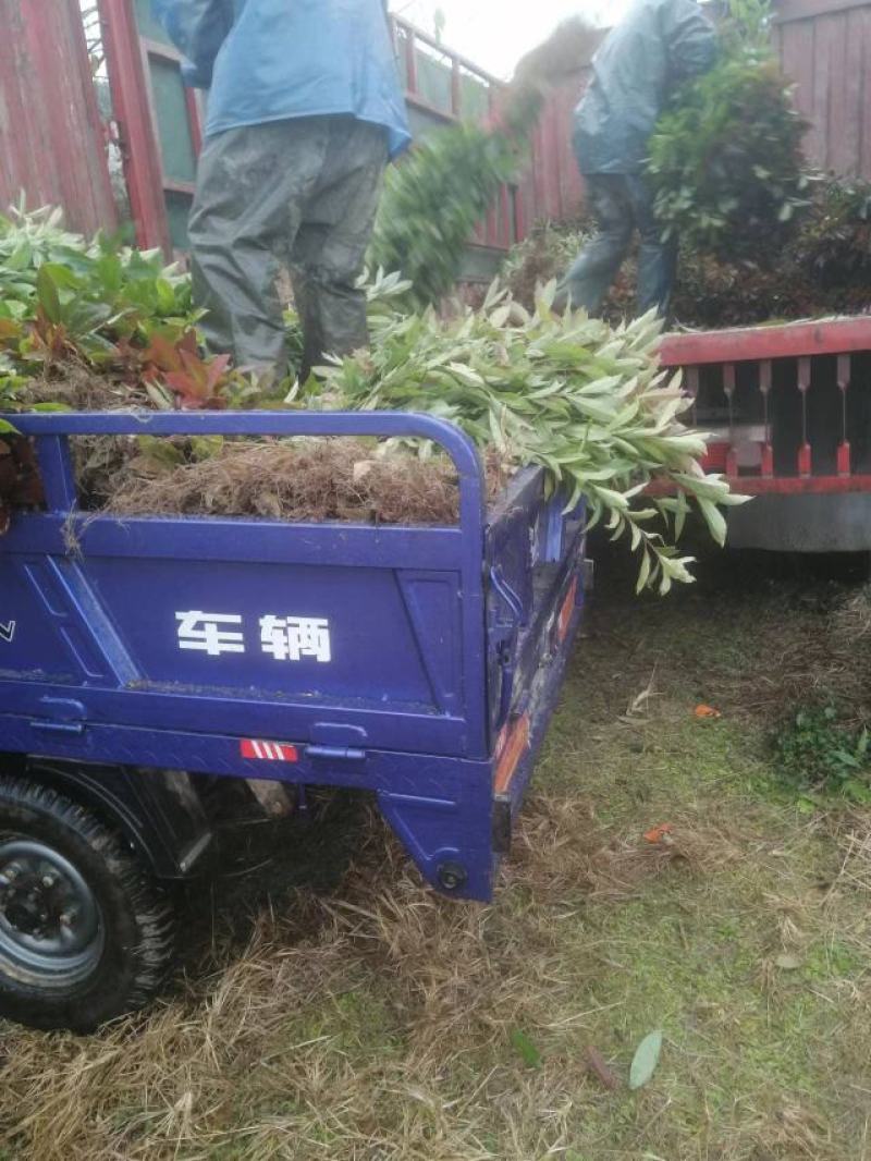 江西木荷荷木木荷杯苗大量供应苗圃直销