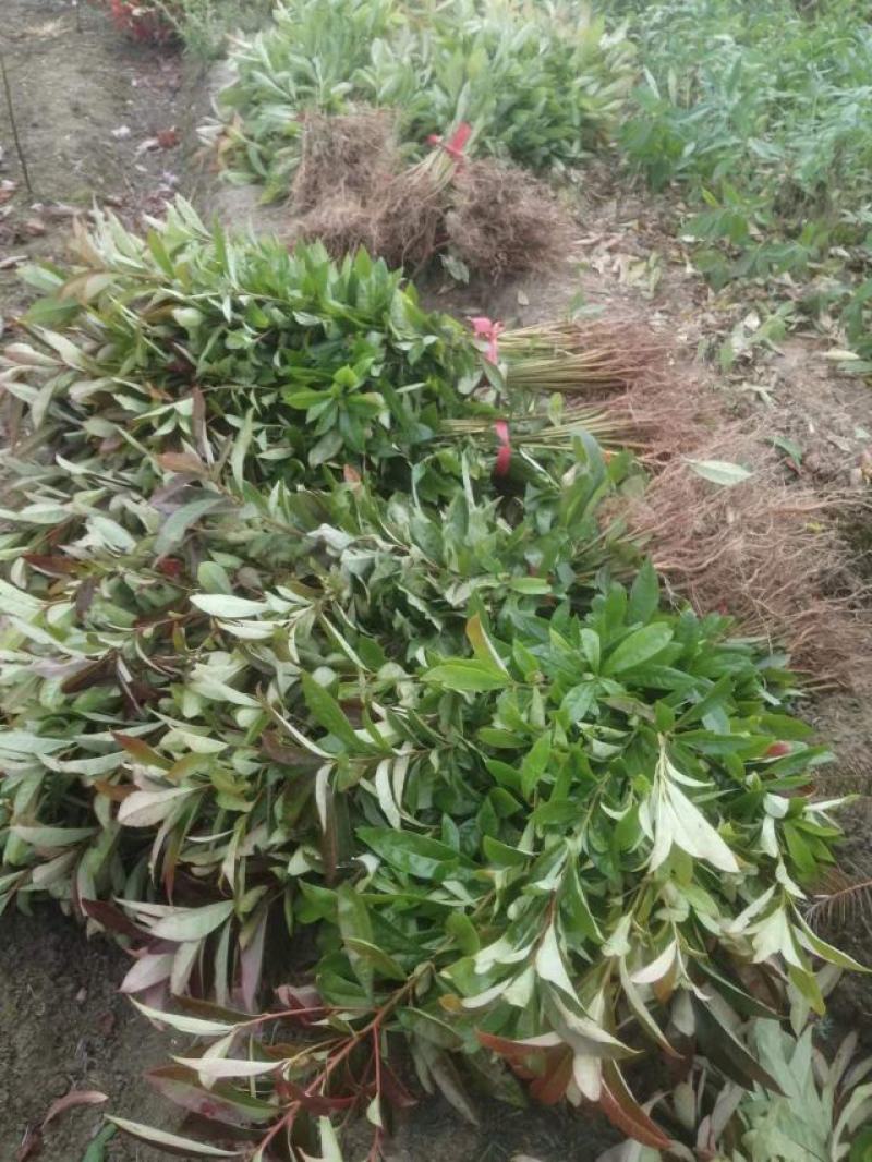 江西木荷荷木木荷杯苗大量供应苗圃直销