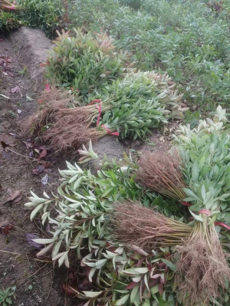 江西木荷荷木木荷杯苗大量供应苗圃直销