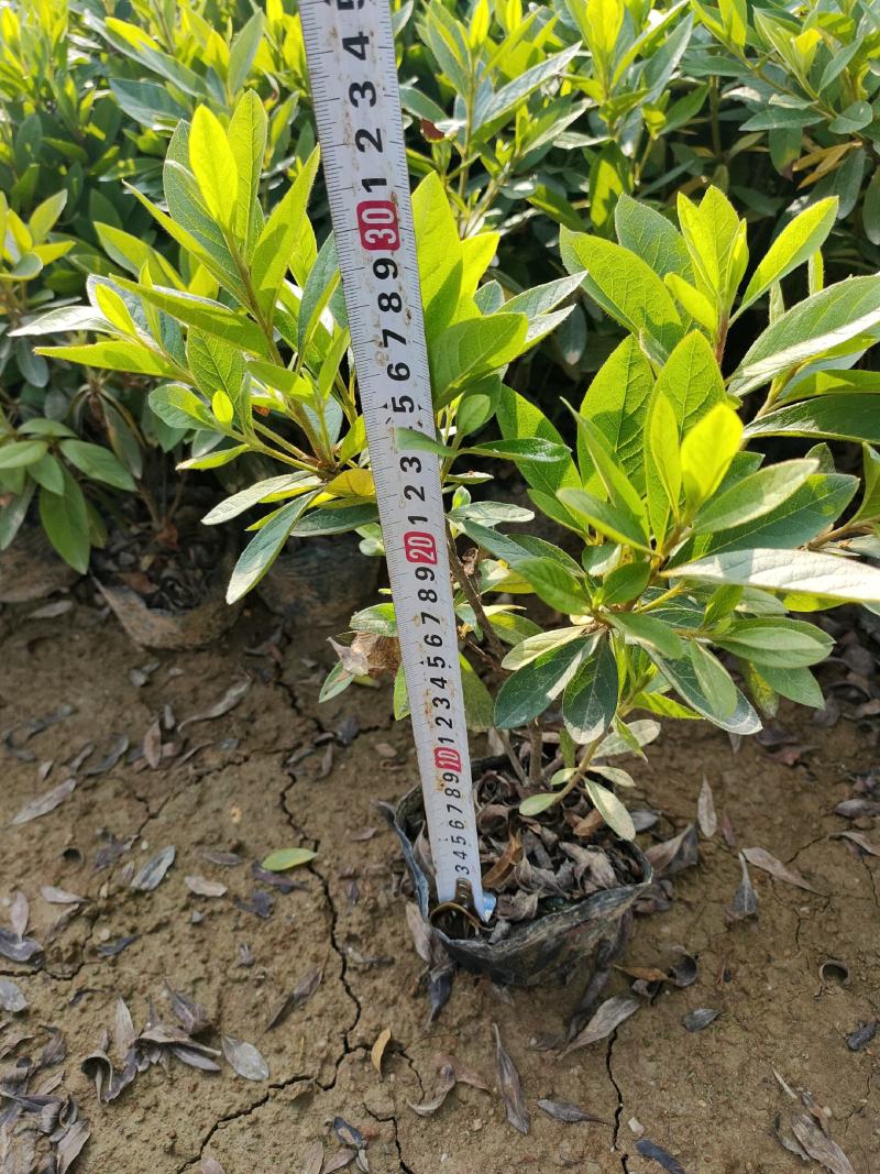 供应杜鹃小苗扦插苗杜鹃杯苗园林绿化苗木