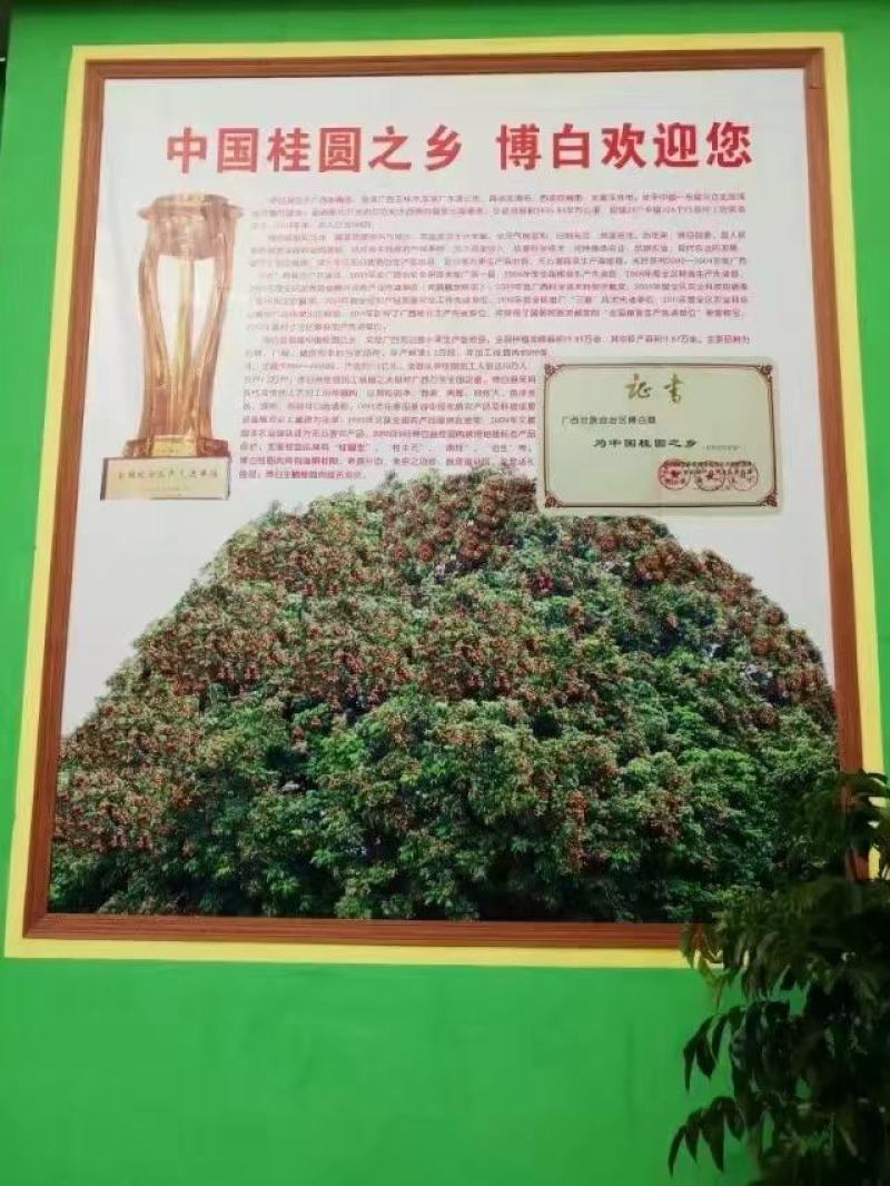 石峽桂圓肉
