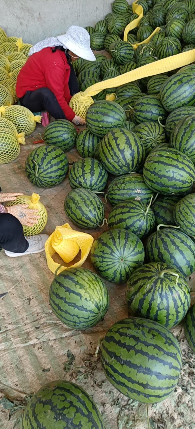 美都甜王西瓜大量上市，对接市场，电商平台，欢迎来电合作