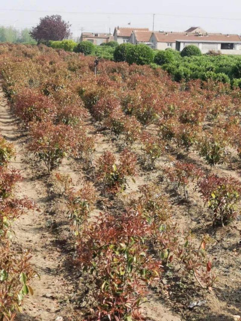红叶石楠，球，山东招远红叶石楠产地大量供应