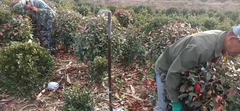红叶石楠，球，山东招远红叶石楠产地大量供应