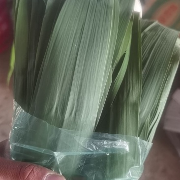 出售粽子叶雄安新区白洋淀苇叶江苏苇叶安徽苇