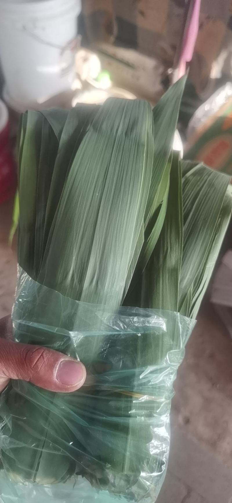出售粽子叶雄安新区白洋淀苇叶江苏苇叶安徽苇