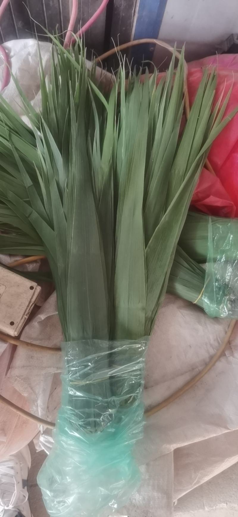 出售粽子叶雄安新区白洋淀苇叶江苏苇叶安徽苇