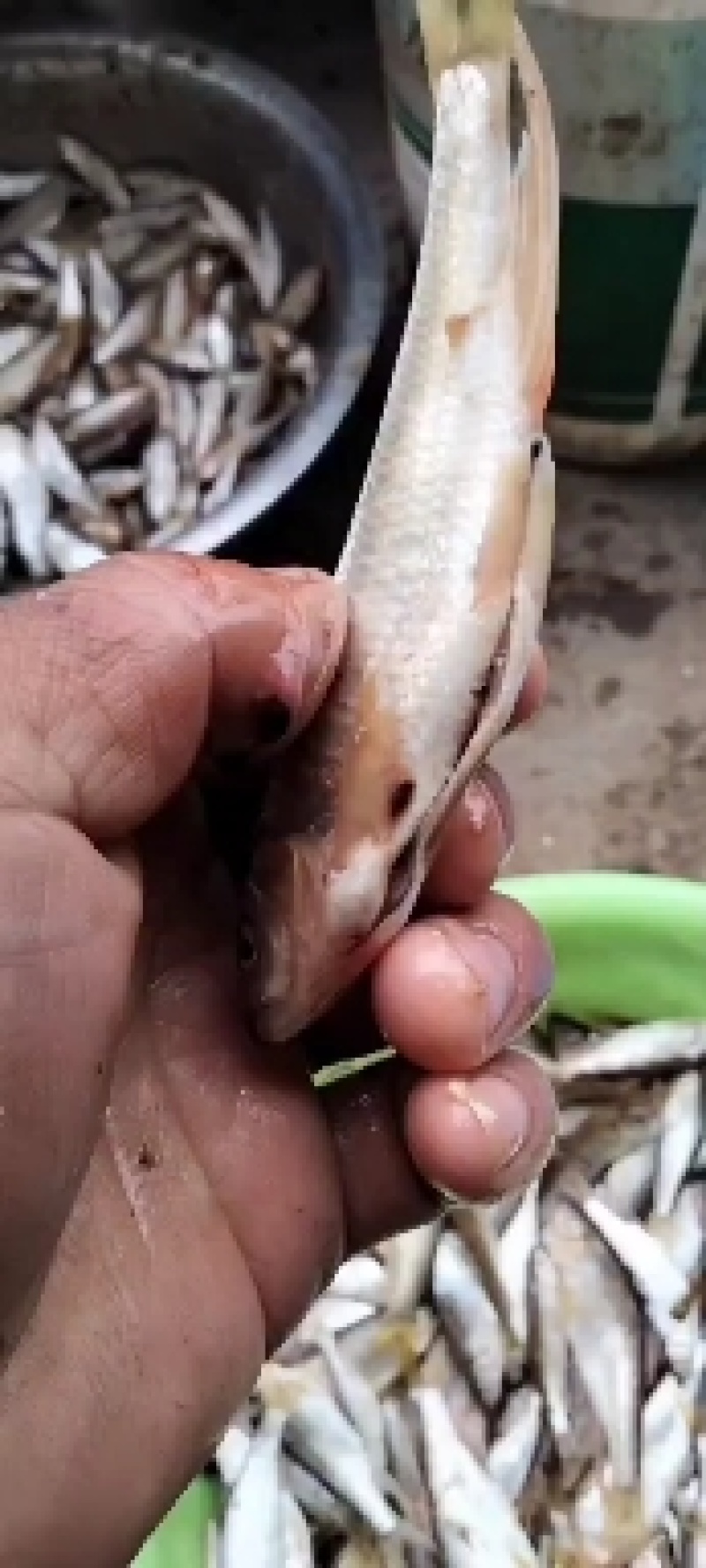 桃花鱼桃花朵朵开鱼肉鲜美可口