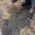 油菜籽产地直销大量供货欢迎各位朋友前来咨询选购