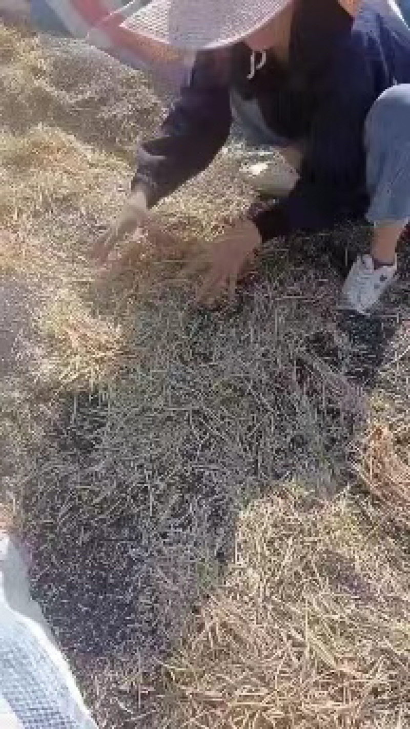 油菜籽产地直销大量供货欢迎各位朋友前来咨询选购