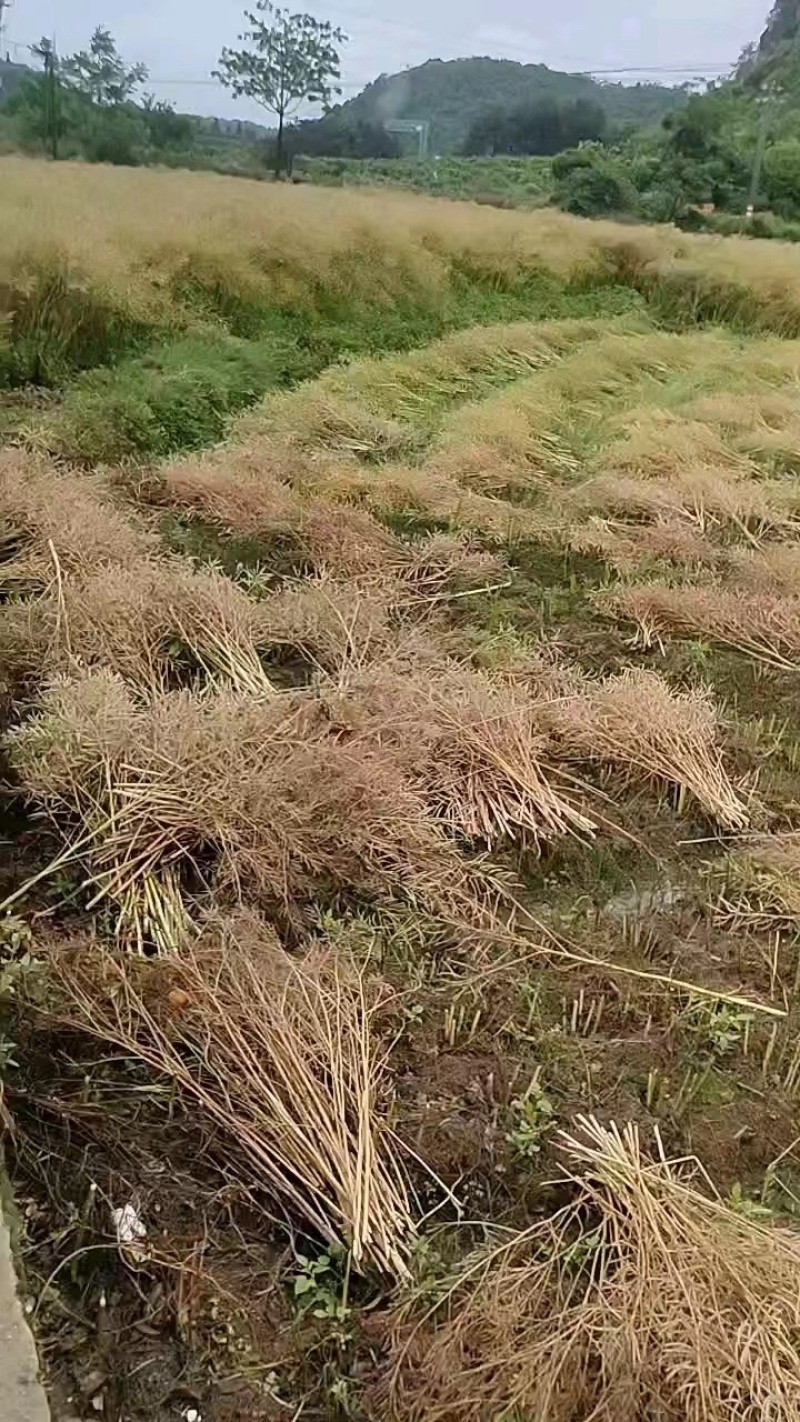 油菜籽产地直销大量供货欢迎各位朋友前来咨询选购