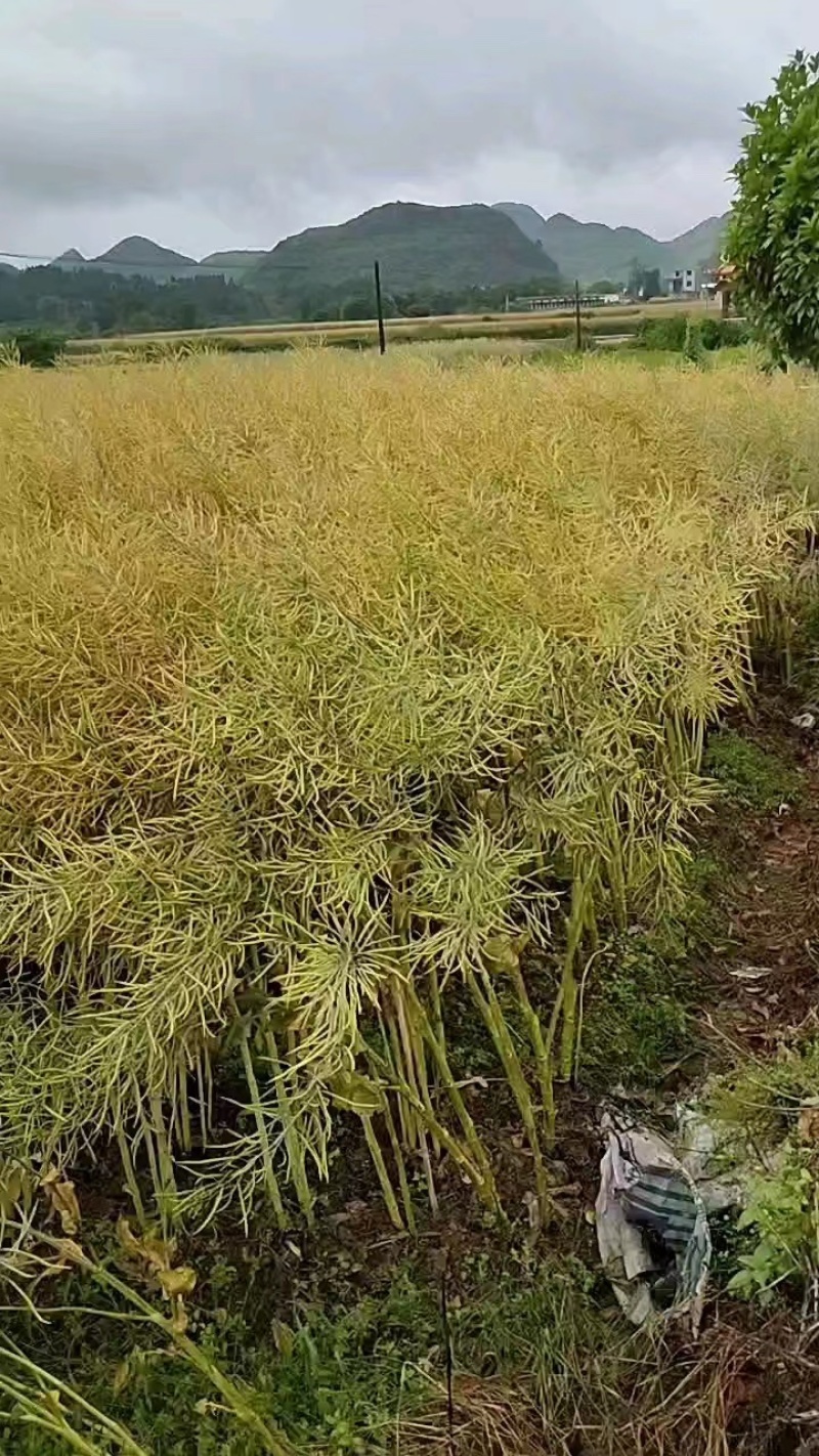 油菜籽产地直销大量供货欢迎各位朋友前来咨询选购