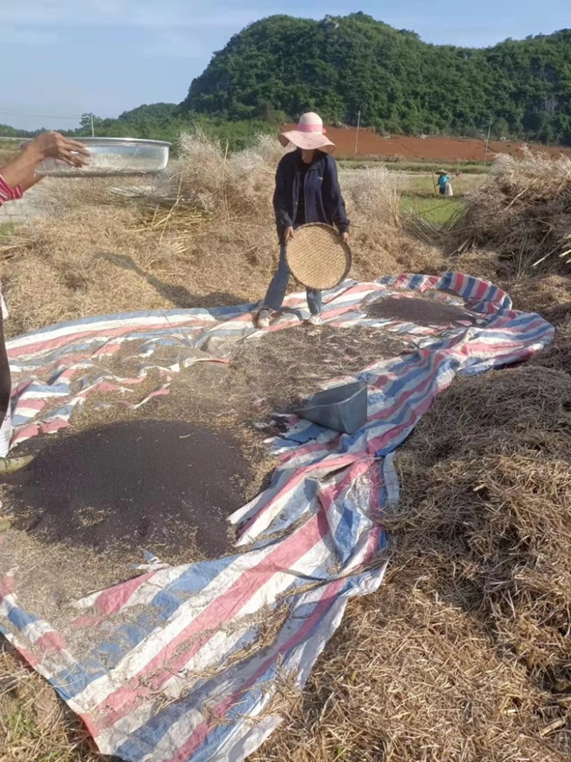 油菜籽产地直销大量供货欢迎各位朋友前来咨询选购