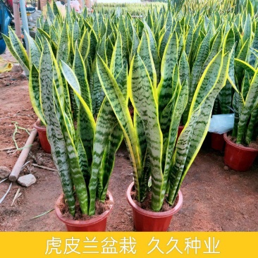 虎皮兰盆栽金边高叶银脉长脚青叶苗室内客厅办公室净化空气