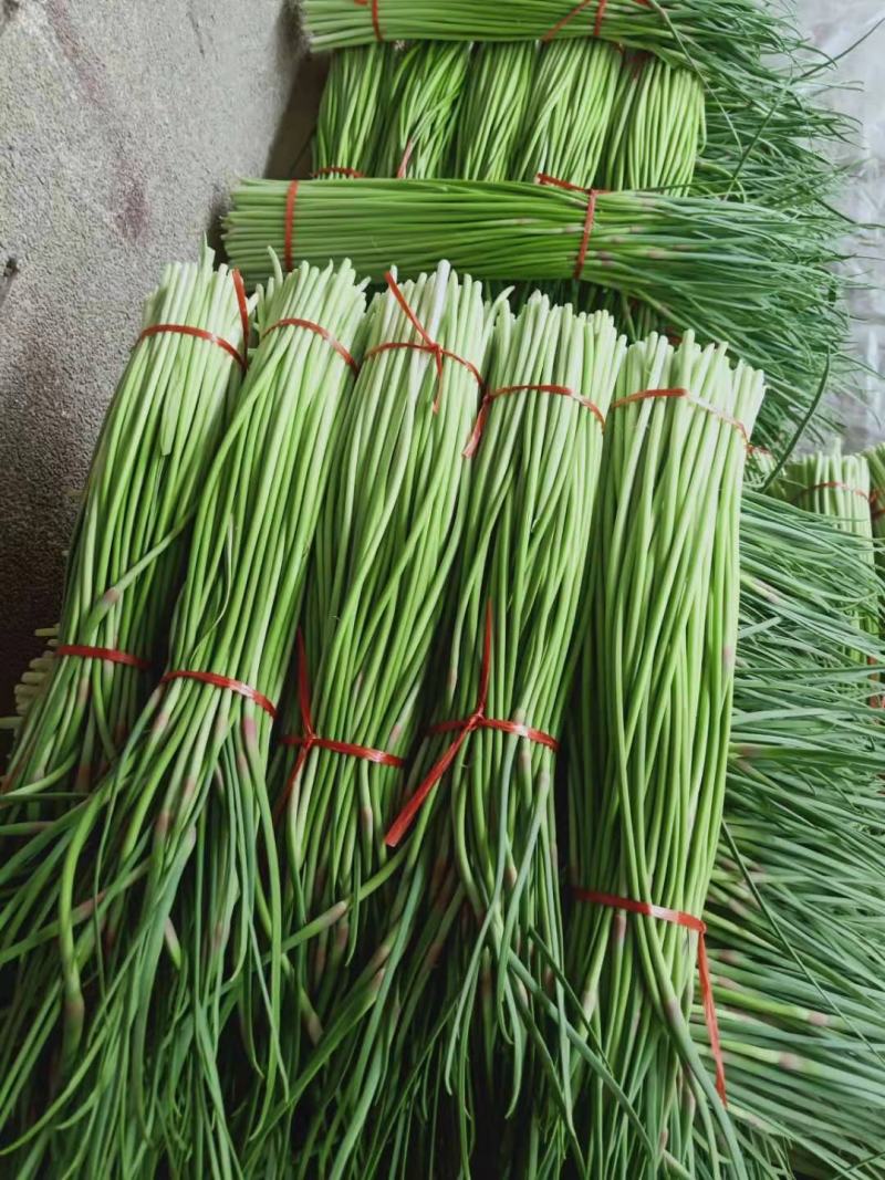 精品红帽蒜苔
