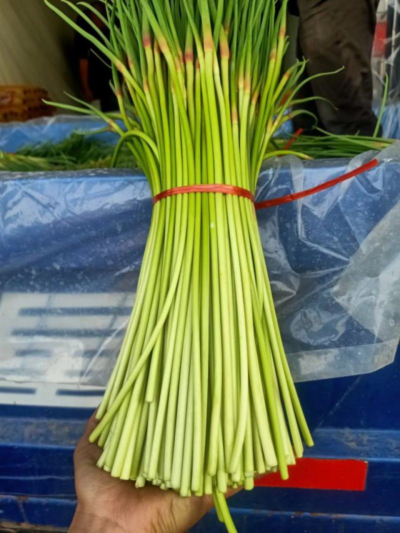 精品红帽蒜苔