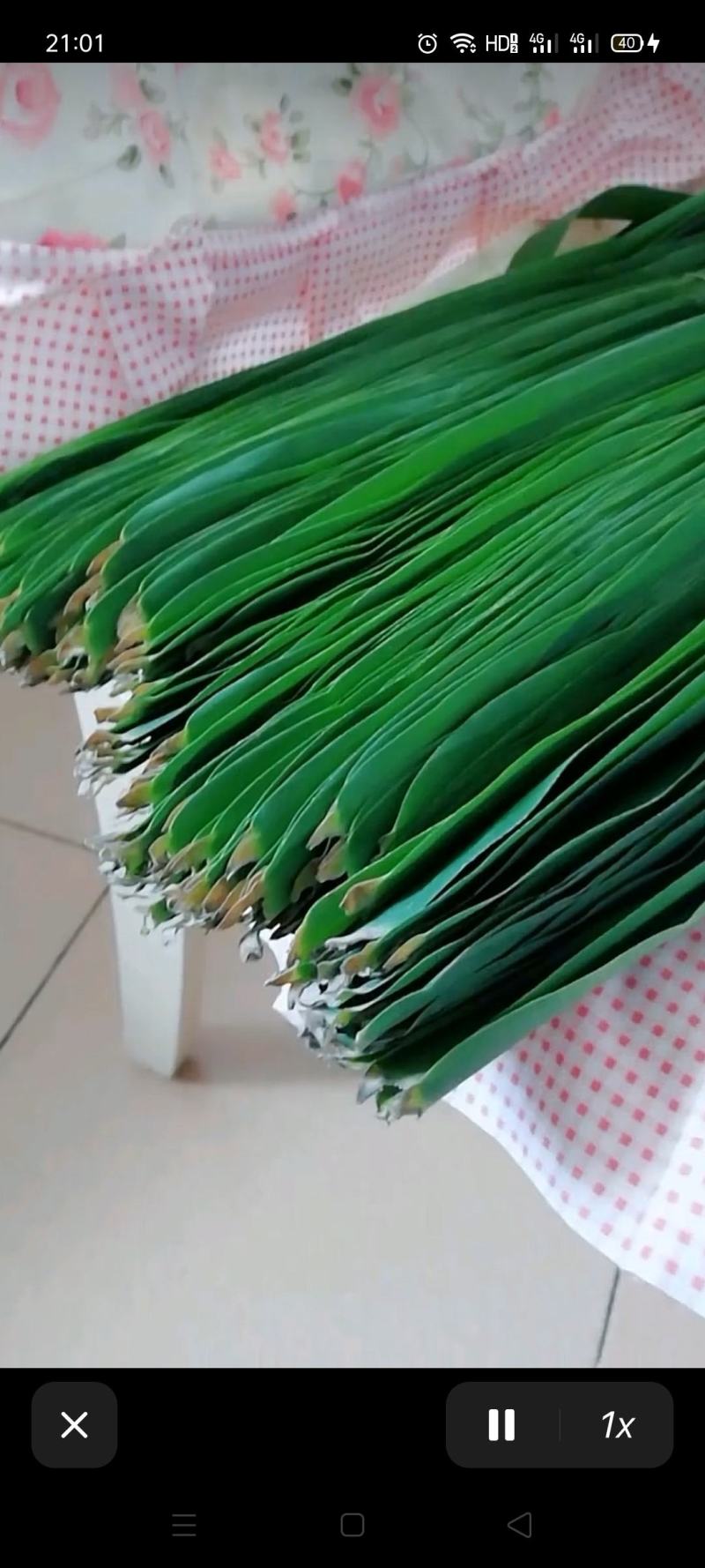 芦苇叶带购