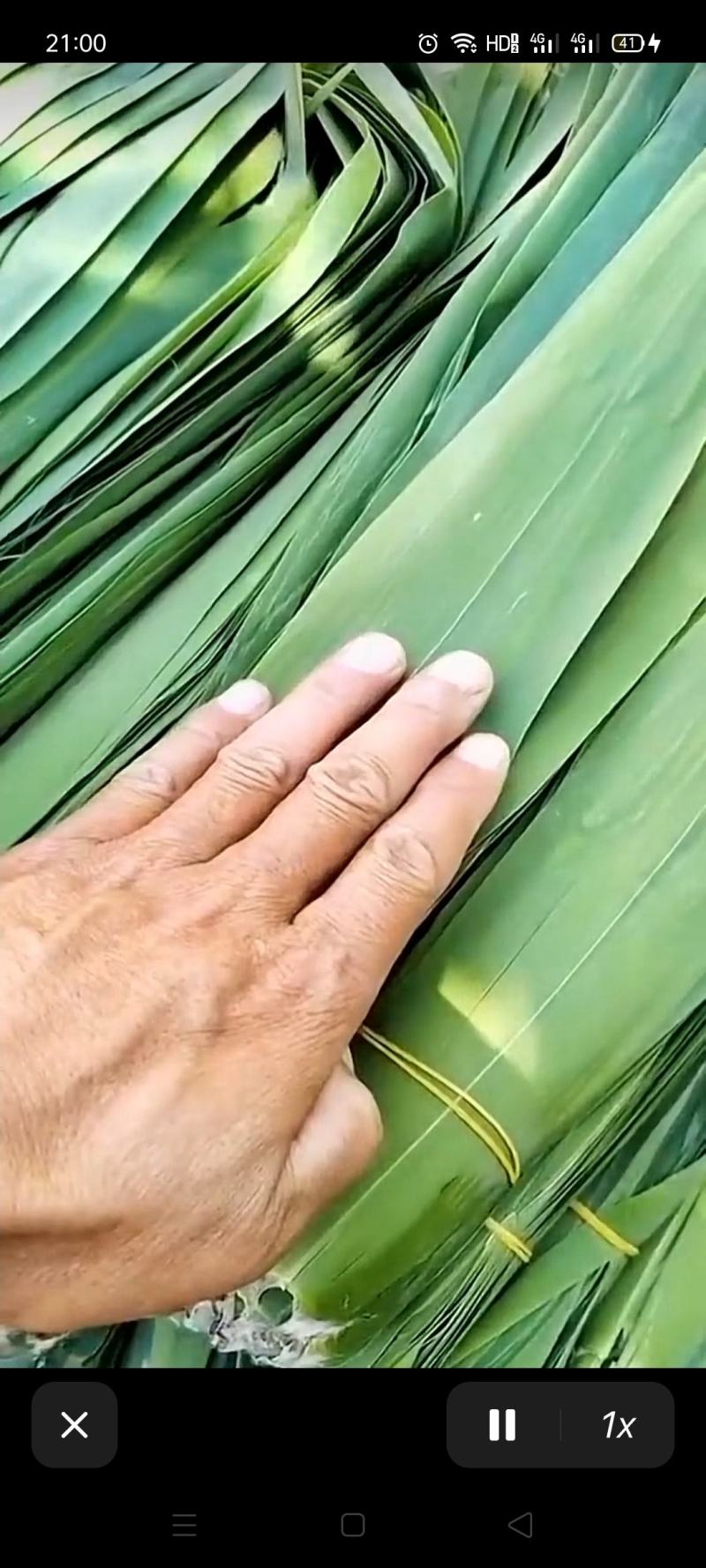 芦苇叶带购