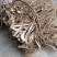 野生白花牛奶根