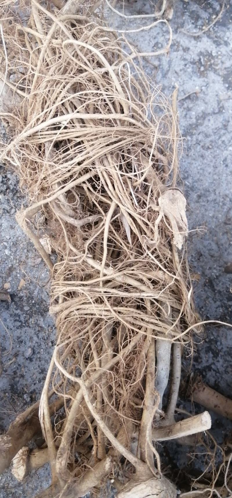 野生白花牛奶根