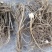 野生白花牛奶根