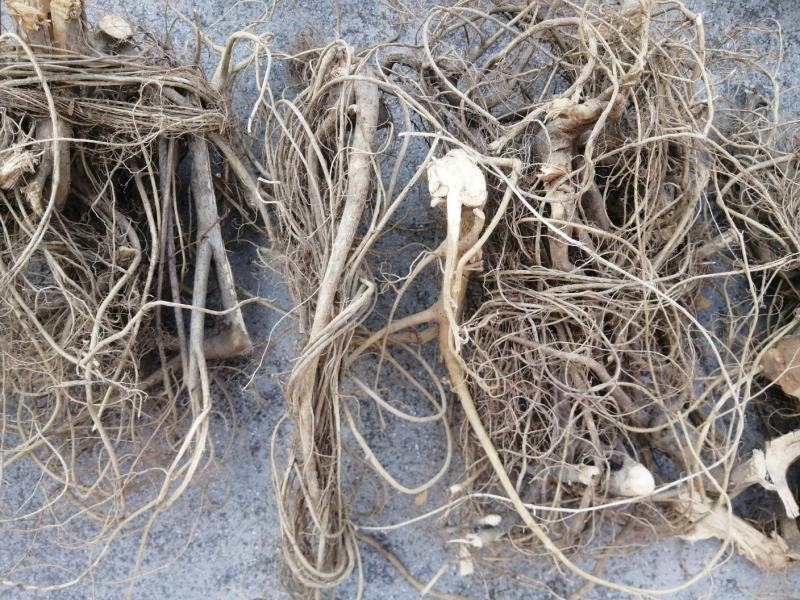 野生白花牛奶根