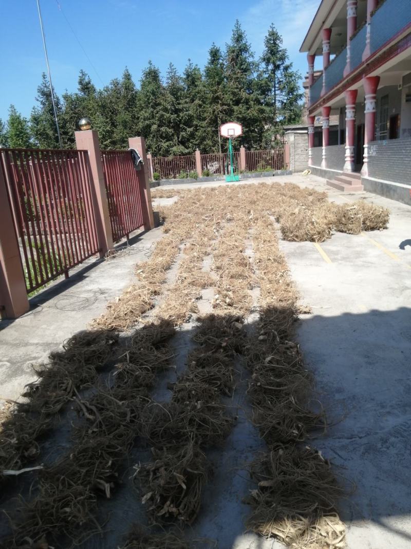 野生白花牛奶根