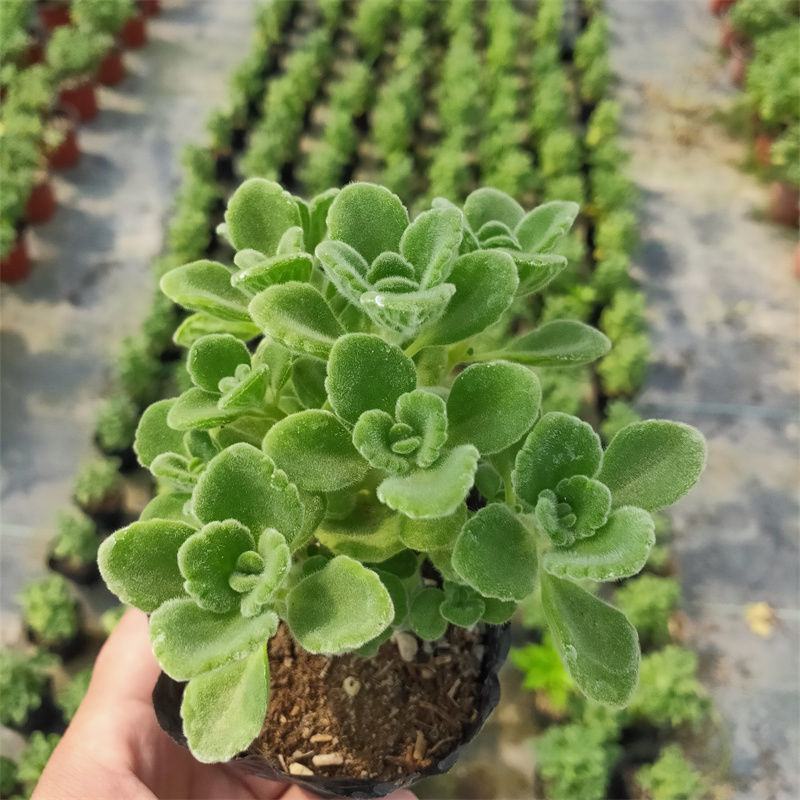 碰碰香盆栽一碰就香带香味植物室内除异味净化空气