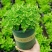 碰碰香盆栽一碰就香带香味植物室内除异味净化空气