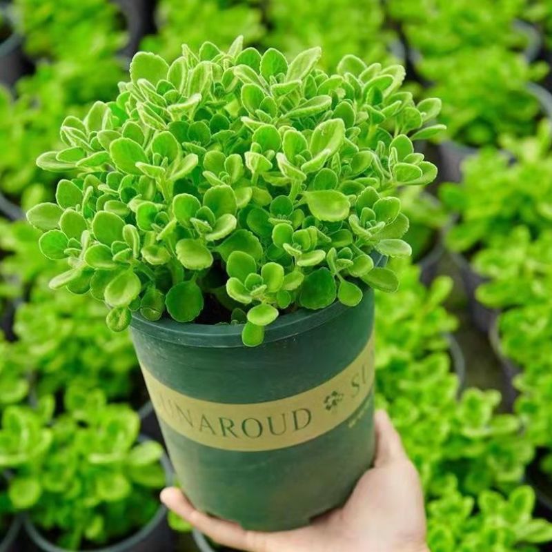 碰碰香盆栽一碰就香带香味植物室内除异味净化空气