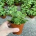 碰碰香盆栽一碰就香带香味植物室内除异味净化空气