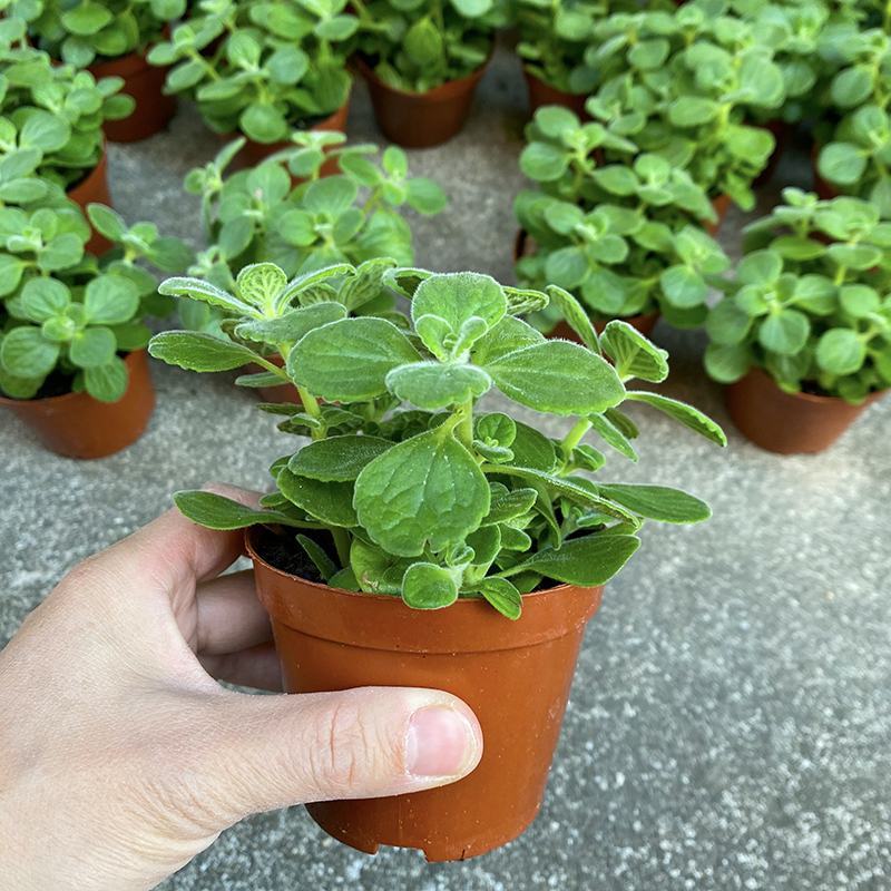 碰碰香盆栽一碰就香带香味植物室内除异味净化空气
