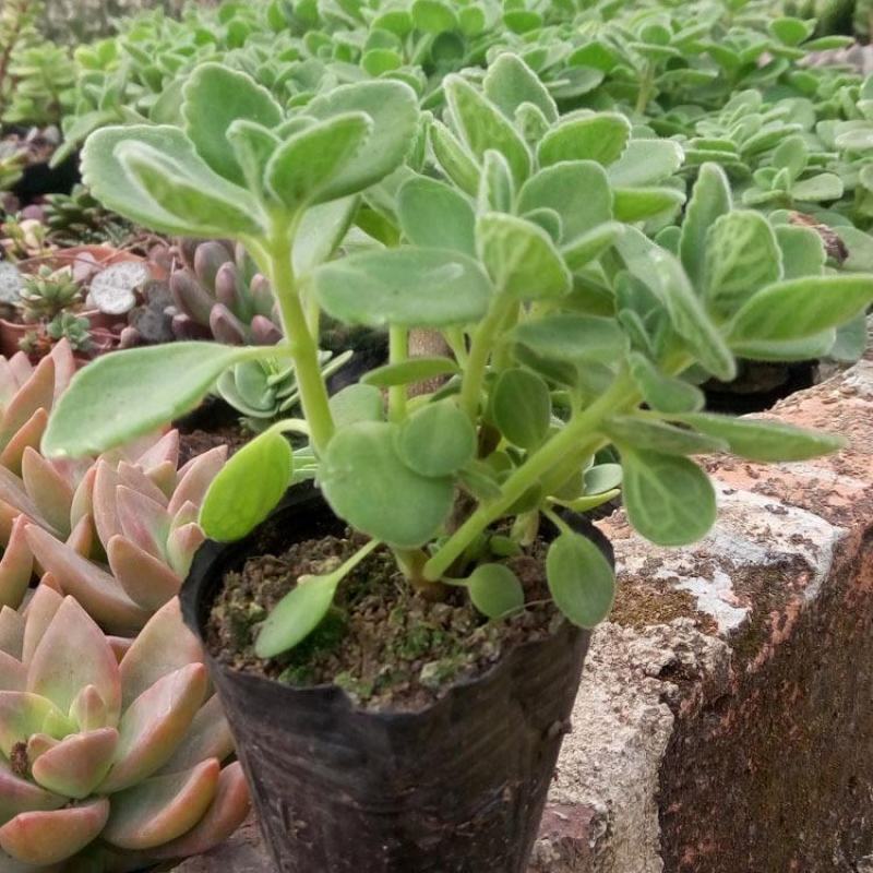 碰碰香盆栽一碰就香带香味植物室内除异味净化空气