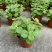 碰碰香盆栽一碰就香带香味植物室内除异味净化空气