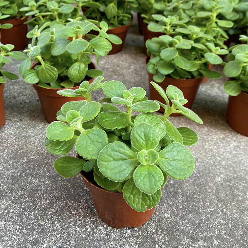 碰碰香盆栽一碰就香带香味植物室内除异味净化空气