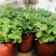 碰碰香盆栽一碰就香带香味植物室内除异味净化空气