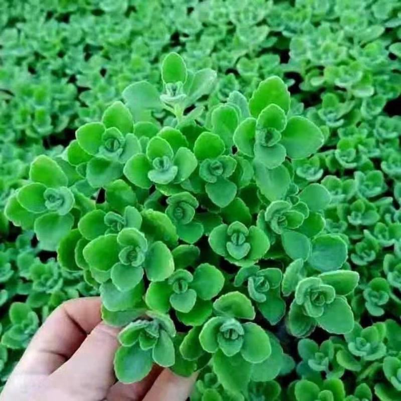 碰碰香盆栽一碰就香带香味植物室内除异味净化空气