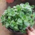 碰碰香盆栽一碰就香带香味植物室内除异味净化空气
