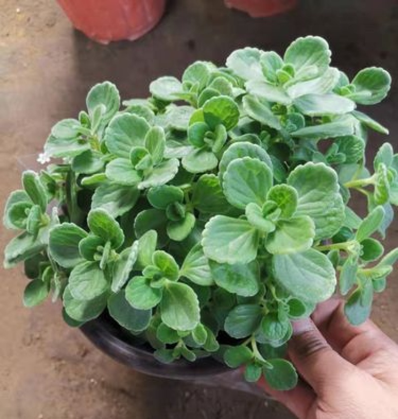 碰碰香盆栽一碰就香带香味植物室内除异味净化空气