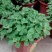 碰碰香盆栽一碰就香带香味植物室内除异味净化空气