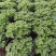 碰碰香盆栽一碰就香带香味植物室内除异味净化空气